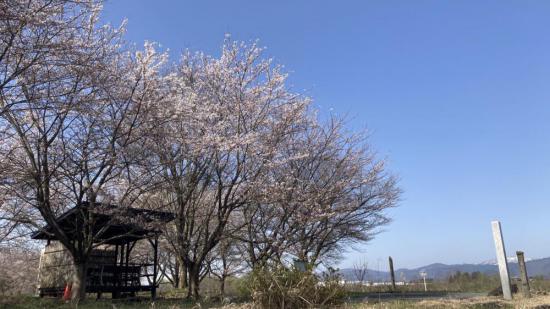 2024/04/13 11:27/最上川桜遊覧2日目   令和6年4月13日(土)