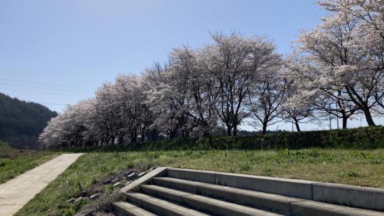 2024/04/15 11:58/最上川桜遊覧 最終日 令和6年4月15日(月)