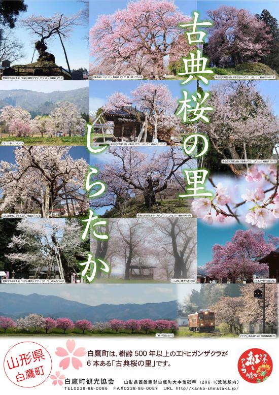 2020/02/20 09:13/「古典桜の里しらたか」ポスターが出来ました