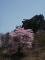 「玉庭石割桜、満開です。〜H24.5.7現在」画像