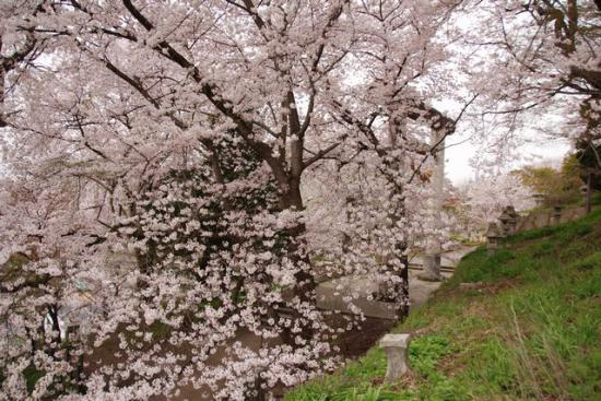 2012/04/30 11:30/30日早朝 烏帽子山千本桜も最高潮だよ