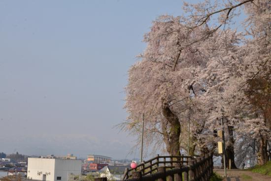 2015/04/05 20:49/平年より10日も早く桜前線山形県に到着!!