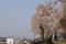 「平年より10日も早く桜前線山形県に到着！！」画像