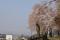 「平年より10日も早く桜前線山形県に到着!!」画像