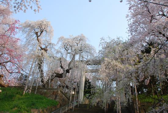 2015/04/06 18:04/烏帽子山千本桜保存会会報 第20号記念版