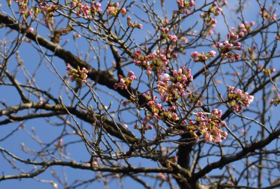 2015/04/15 08:47/2015年 烏帽子山千本桜 開花宣言へ!