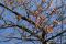 「2015年 烏帽子山千本桜 開花宣言へ!」画像
