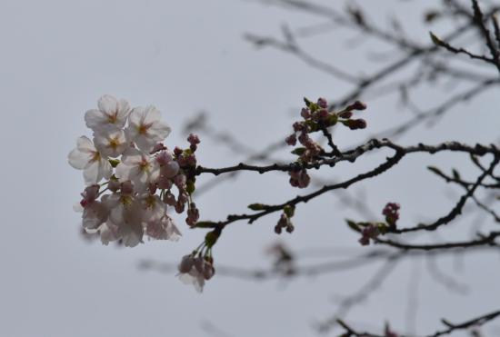 2015/04/15 13:42/烏帽子山千本桜 ボンボリ点灯式 15日 17時〜