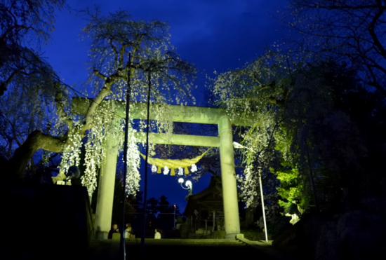 2015/04/24 09:44/22日 烏帽子山千本桜 夜桜
