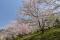 「祝2000PV超え! 満開の千本桜と花吹雪」画像