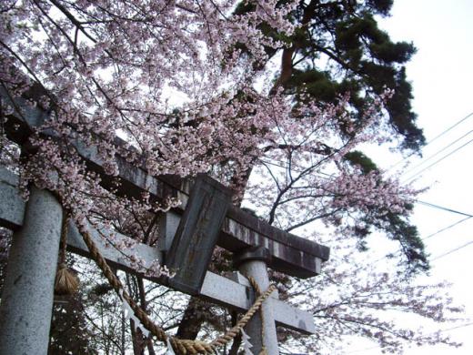 神社の鳥居と桜：2010/04/30 21:17