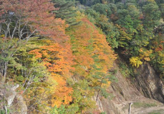 2013/10/28 16:36/紅葉が見頃過ぎて外に飛び出してきた