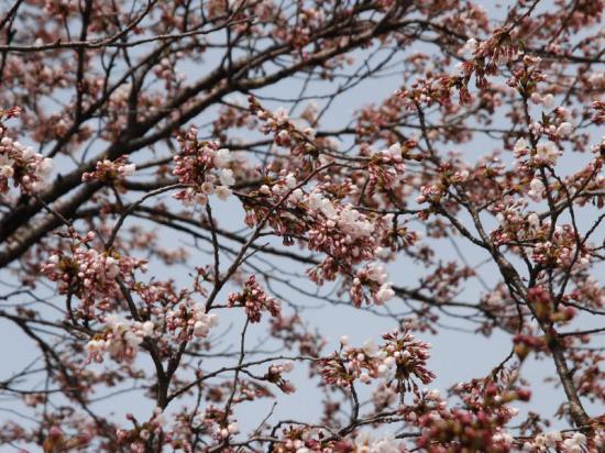 2014/04/22 15:43/4.22本日の桜開花状況♪