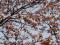 「4.22本日の桜開花状況♪」画像