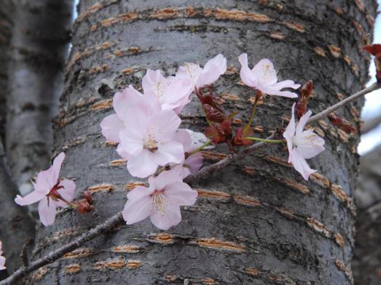 2014/04/23 15:16/「飯豊町」4.23本日の桜開花状況♪