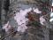 「「飯豊町」4.23本日の桜開花状況♪」画像