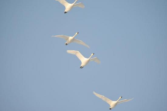 2012/02/29 21:15/白鳥シベリアへ