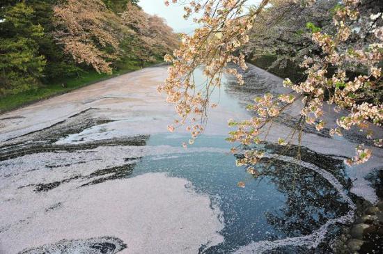 2012/05/21 20:54/散った桜(1)