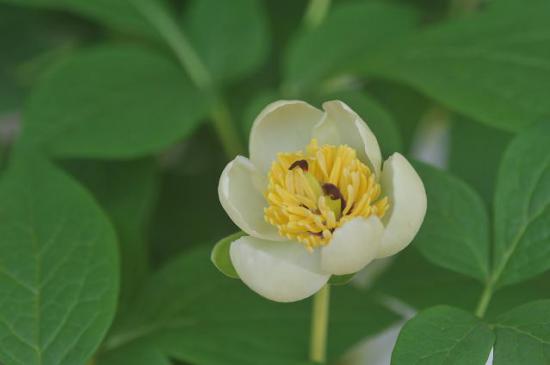 2012/06/10 18:58/ヤマシャクヤク