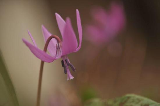 2013/04/30 21:00/カタクリの花
