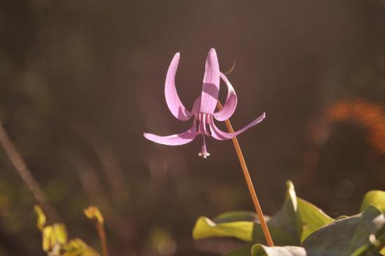 2014/05/10 19:39/かたくりの花(2)