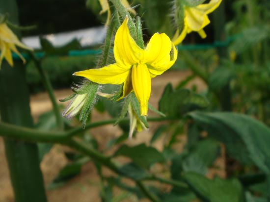 2014/06/20 21:04/トマトの花