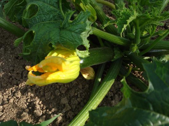 2014/08/11 18:04/ズッキーニの花