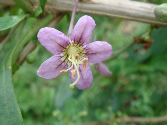 2014/08/20 20:31/クコの花