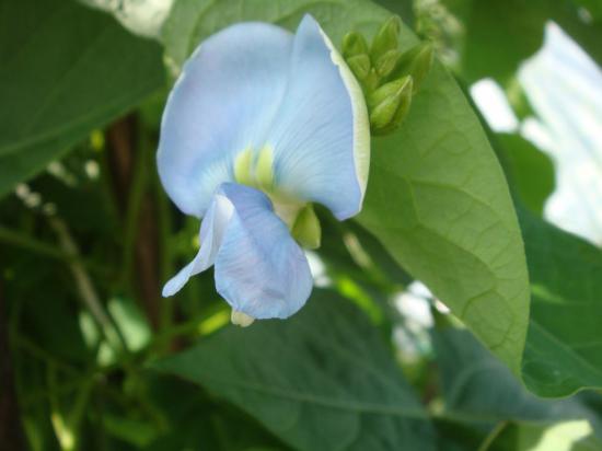 2014/08/31 19:04/ささぎの花