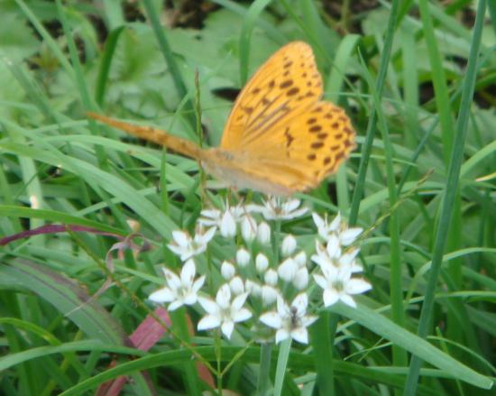 2014/09/10 18:39/にらの花