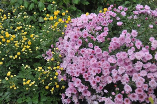 2014/10/11 19:33/菊の花