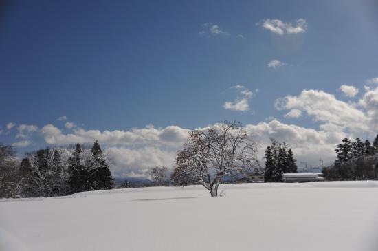 2014/12/31 16:41/米沢雪・柿