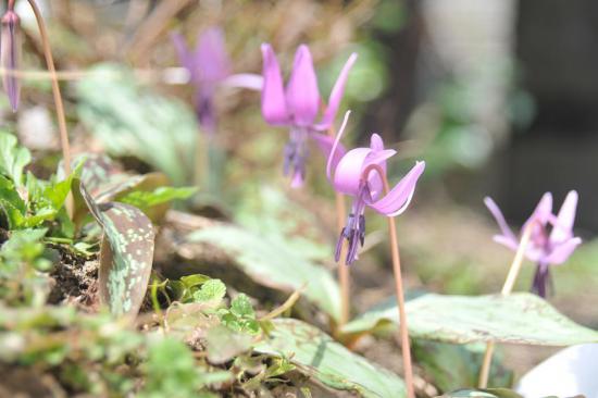 2015/05/01 20:31/カタクリの花