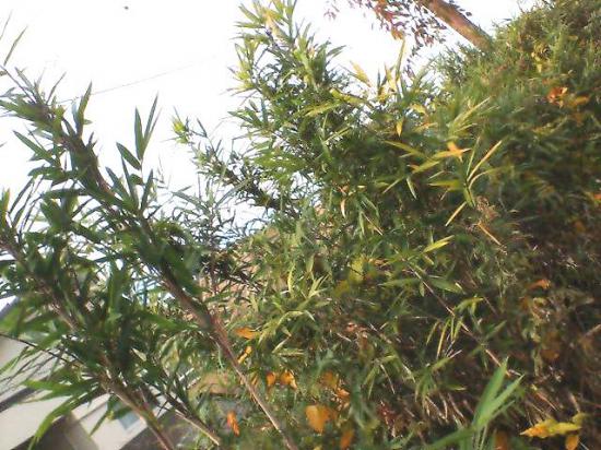 2011/10/28 01:04/米沢の殖産興業政策。