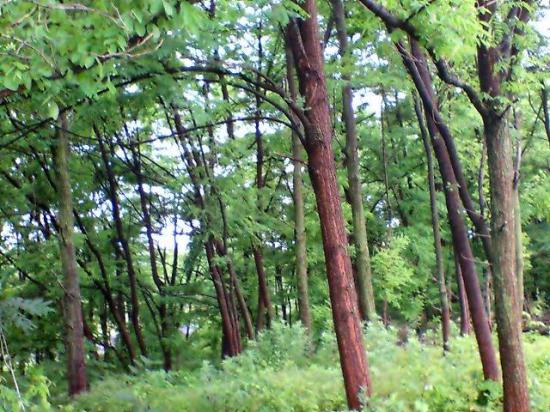 2012/06/29 08:07/河原の林。