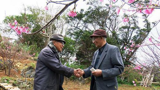 2020/01/16 12:26/沖縄から(7)…もうひとつの「桜を見る会」〜ソメイヨシノとカンヒザクラ