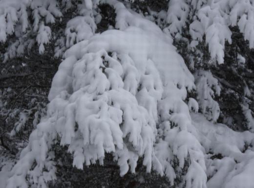 ¡ÉÀã¤Ã»Ò¡É¤¿¤Á¤ÎÎÞ¡§2020/12/16 12:53