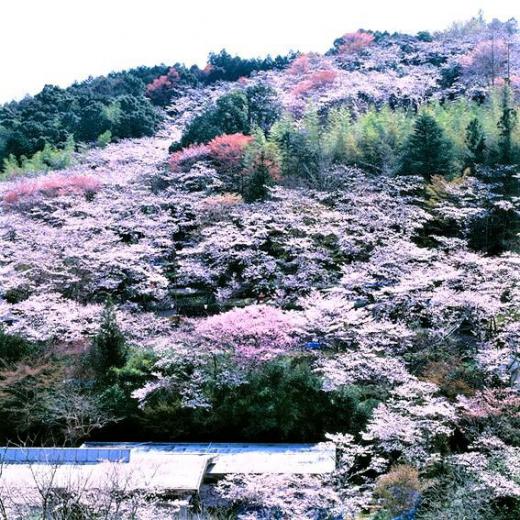 2021/01/08 15:04/「富太郎」の佐川と「賢治」の花巻…首長の“通信簿”の雲泥の差!?