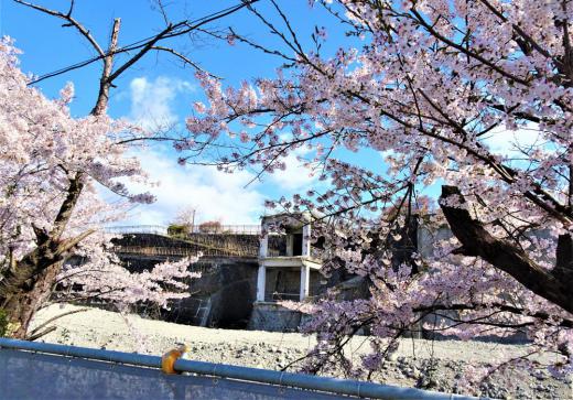 2021/04/14 10:09/廃墟と桜、そしてワクチン接種