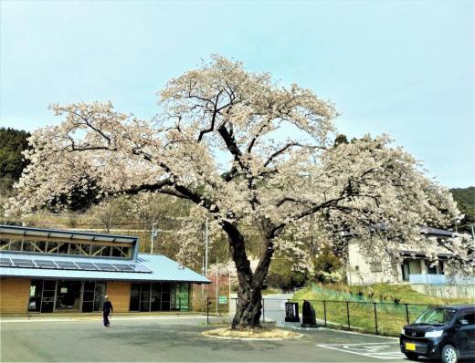 2023/04/12 14:27/“震災”桜…安渡の一本桜に会ってきた〜そして、不思議な邂逅へ