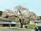「“震災”桜…安渡の一本桜に会ってきた〜そして、不思議..」画像