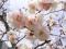 「【梅の花が咲きました!&さくら通信*゜。+*】」画像