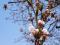 「【つつじ公園の桜が咲きました!&さくら通信。*+】」画像