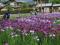 「【あやめ公園「花菖蒲」ご紹介】」画像