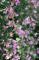 「【萩の花が見頃です】」画像