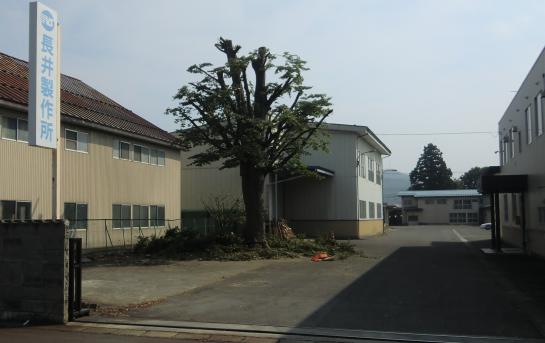 2011/09/16 13:45/弊社の看板樹木が散髪
