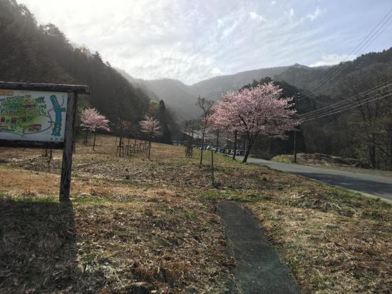 2017/05/07 09:14/SAKURA便り 八分咲き  え!今なの!?(笑)