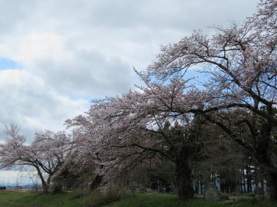 2017/04/20 11:44/成田駅前の桜の開花状況