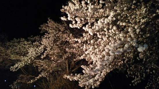 2017/04/21 21:49/今晩の成田駅の桜情報