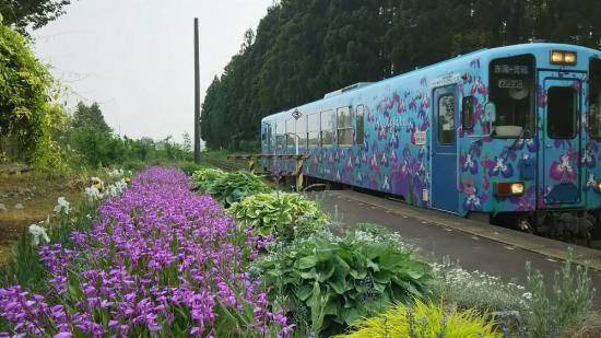 2017/05/30 15:27/色んな花が咲いてます